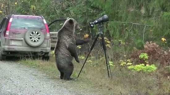 عکس: خرس کنجکاو و دوربین عکاسی!