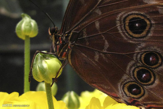 عکس: لحطاتی دلنواز با پروانه ها