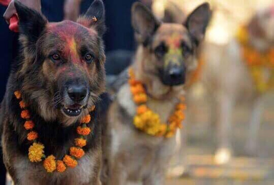 فستیوال سالانه‌ی مردم نپال برای قدردانی از سگ‌ها!