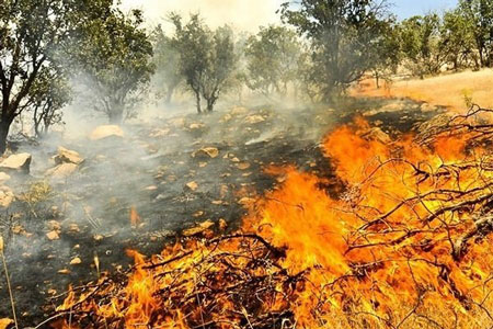 احضار ۷ نفر در پی آتش سوزی جنگل‌های گلستان