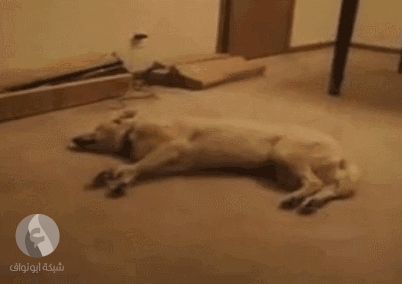 تصویر متحرک: وقتی یک سگ خواب می بیند!