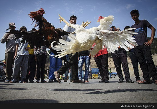 عکس: بازار پرندگان در گرگان