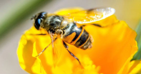 طراحی دوربین های عکاسی از روی مغز زنبور