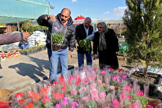 عکس: بهار را در زمستان تهران تجربه کنید!