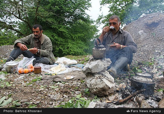 عکس: کوچ دام‌ها از شالیزارها به کوهستان