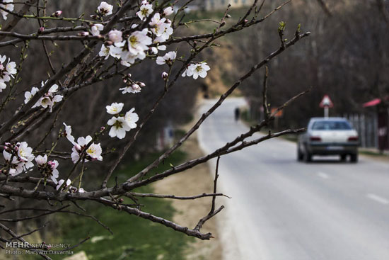 عکس: طبیعت بهاری بجنورد