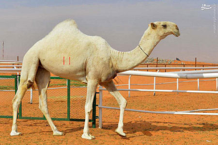 ملکه زیبایی شتر ها در عربستان! +عکس