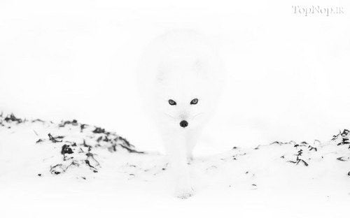 روباه قطبی، زیباترین پستاندار زمین +عکس