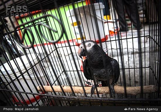 عکس: بازار فروش پرندگان در بندرعباس