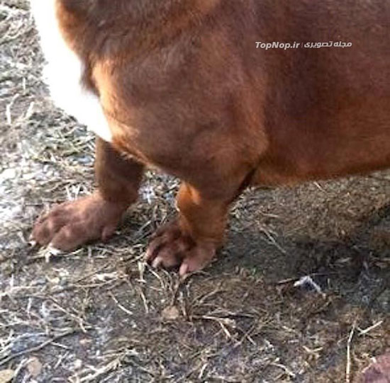 ترکیب نژاد سگ پیت‌بال با پاکوتاه! +عکس