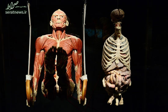 موزه کالبدهای شکافته شده توسط «دکتر مرگ»