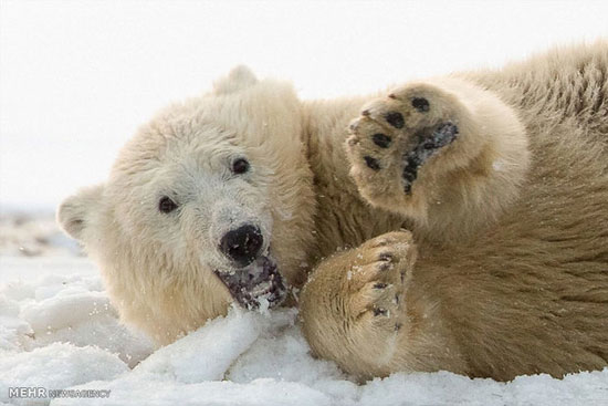 تصاویری از یک خرس قطبی بازیگوش