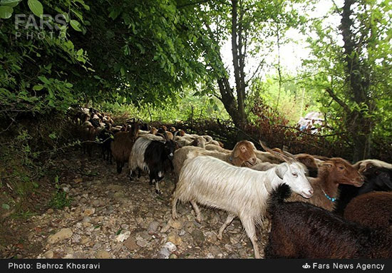 عکس: کوچ دام‌ها از شالیزارها به کوهستان