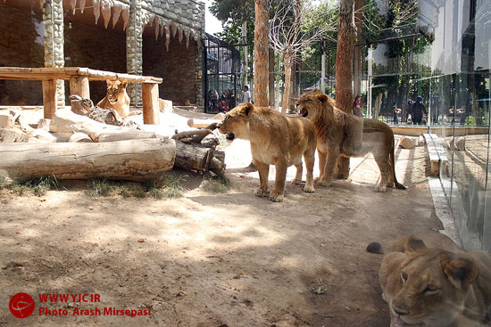 عکس: گشتی در باغ وحش تهران