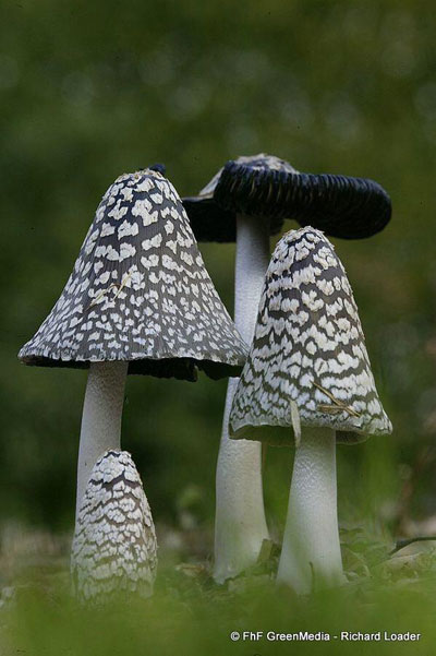 تصاویری زیبا از دنیای قارچ‌ها