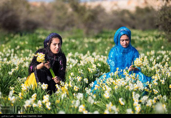 عکس: جشن گل نرگس در روستای جره