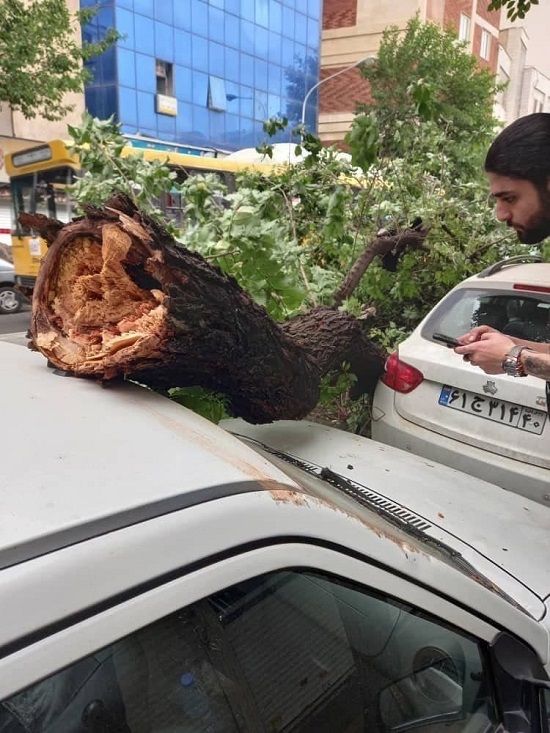 سقوط درخت بر اثر باد شدید در تهران