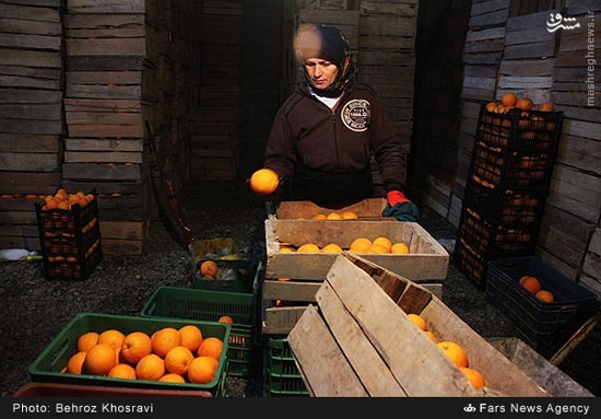 عکس: ذخیره‌ سازی میوه عید