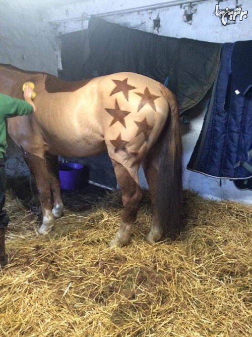 عکس: هنرنمایی زیبا بر روی بدن اسب ها