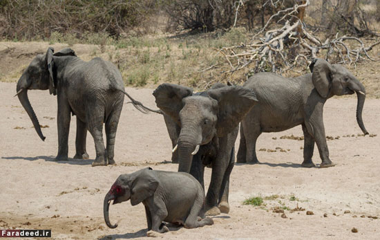 عکس: لحظات دراماتیک شکار یک بچه فیل