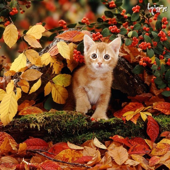 هیجان و شادی حیوانات در پاییز +عکس