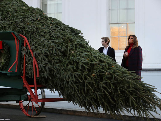 استقبال ملانیا ترامپ از درخت 6 متری کریسمس