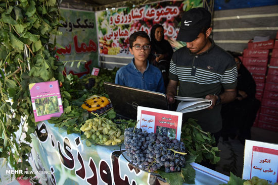 برداشت انگور از تاکستان‌های استان فارس