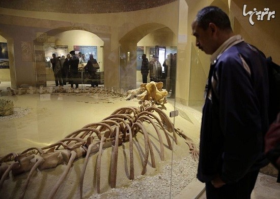 اولین موزه فسیل شرق میانه در مصر
