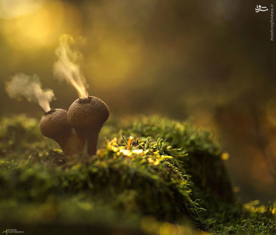 عجیب ترین قارچ های جنگلی +عکس