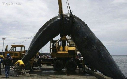 تشییع جنازه یک نهنگ در فیلیپین +عکس