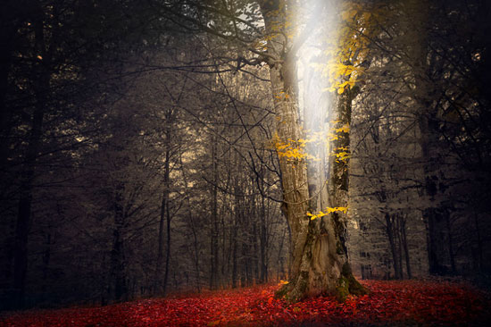 تصاویر رویایی «داستان هایی از جنگل»