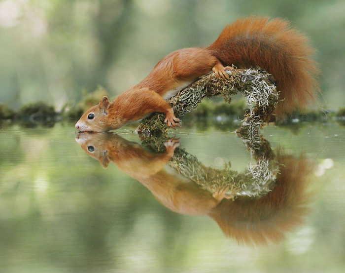 عکس‌های دیدنی حیات وحش اثر عکاس برنده اتریشی