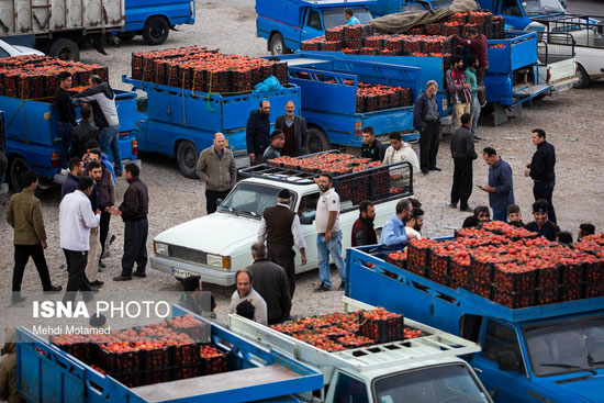 برداشت گوجه‌فرنگی در استان قزوین