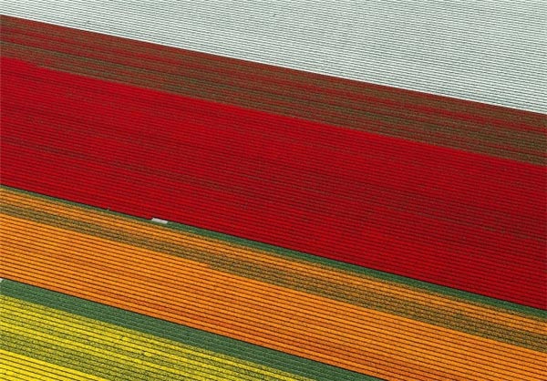 تصاویری از مزارع رنگین کمان
