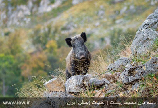 تصاویری دیدنی از حیات وحش متنوع مازندران