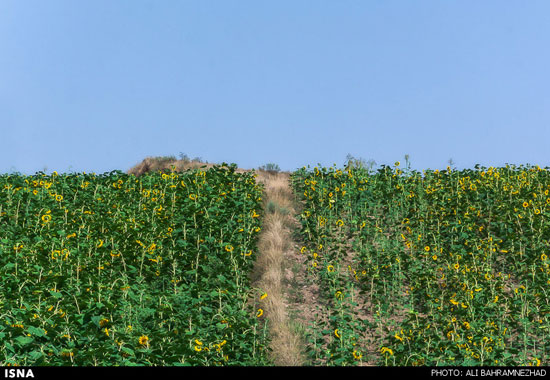 عکس: مزارع آفتابگردان گلستان
