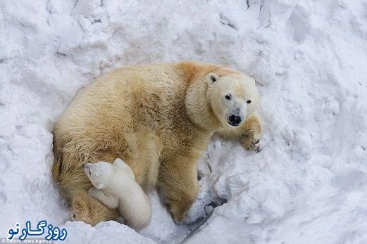 تصاویر: خرس گنده در حال بچه داری!
