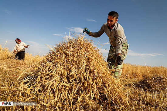 برداشت سنتی گندم از مزارع اردبیل