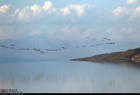 بازگشت فلامینگو‌ها به دریاچه ارومیه
