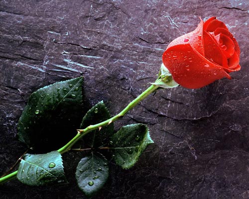 تاریخچه گل رز: گلي به وسعت عشق