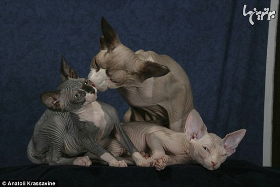 نژادی از گربه‌ها که شبیه جن هستند! +عکس