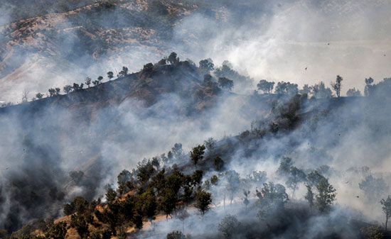 عکس: آتش به جان جنگل‌ های مریوان افتاد