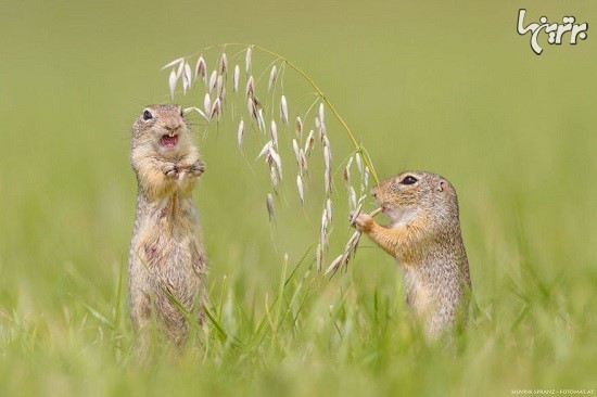 تصاویر جالب و دیدنی سنجاب های زمینی