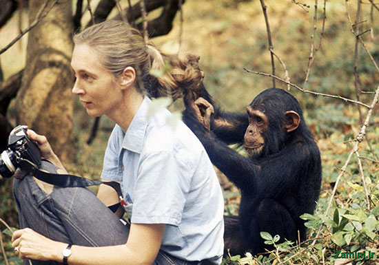 جین گودال؛ زنی که در کنار شامپانزه‌ها زندگی کرد