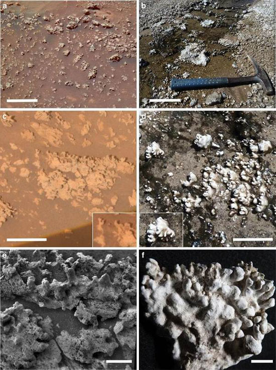 آیا در مریخ حیات میکروبی وجود دارد؟