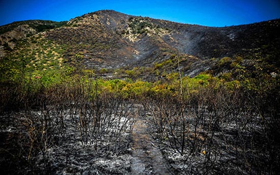 آتش‌ زدن جنگل به‌ خاطر شکار! +عکس