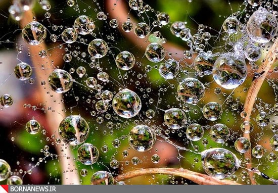 تصاویری بسیار زیبا از قطرات باران