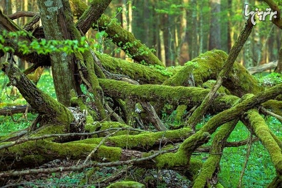 آخرین جنگل باستانی اروپا