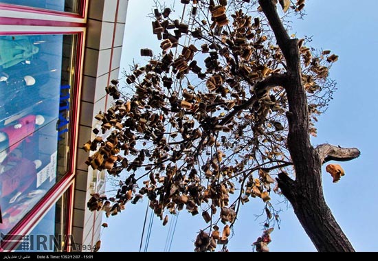 عکس: درخت چای کیسه ای در تهران!