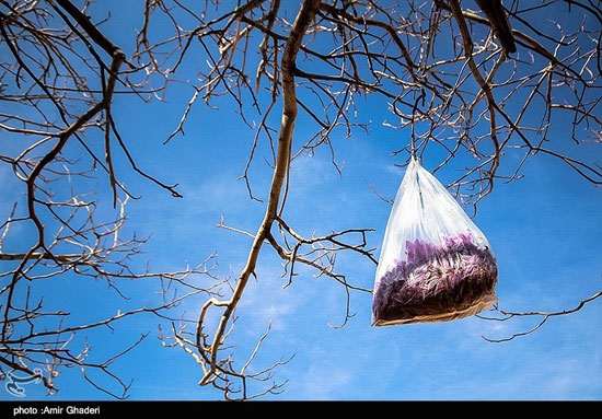 عکس: برداشت زعفران در خمین